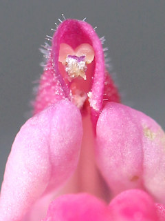 スクテラリア・チェリースカルキャップの花冠から見える雄しべの画像 (撮影日：2025年6月26日)
