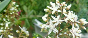 白色のセダム・アルブムの花