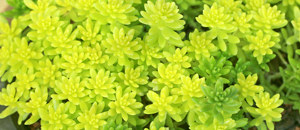 黄色のホソバオウゴンマンネングサの花