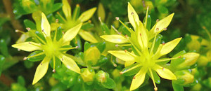 黄色のオカタイトゴメの花