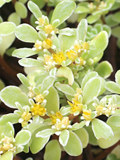 斑入り丸葉万年草 (覆輪)(撮影日：2025年6月20日)