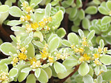 斑入り丸葉万年草 (覆輪)(撮影日：2026年6月20日)