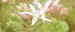 白色のシンジュボシマンネングサの花
