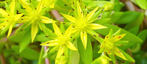 黄色のツルマンネングサの花