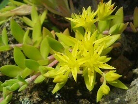 ツルマンネングサ (蔓万年草) (撮影日：2008年5月23日)