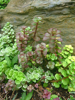 マンネングサ属の植物 セダム(撮影日：2015年9月5日)