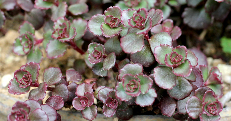 セダム トリカラーandドラゴンズブラット 現在の姿4枚目 ドラゴンズ