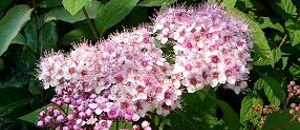 ピンク色のシモツケの花