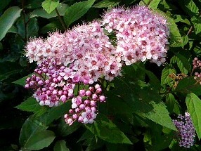 ピンク色のシモツケの花 (下野) (撮影日：2008年6月15日)