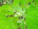 シロザの白粉で覆われた若葉の様子 (撮影日：2013年6月27日) 