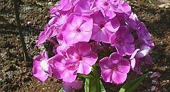 ピンク色の宿根フロックスの花
