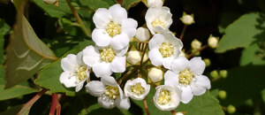 白色のコデマリの花