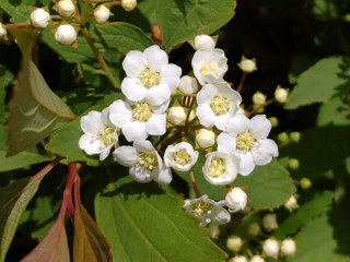 コデマリの花 (撮影日:2021年4月12日)