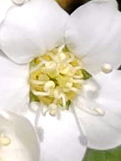 コデマリの折りたたまれた雄しべ (撮影日:2021年4月12日)