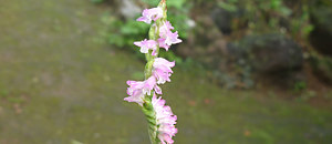 ピンク色のネジバナの花