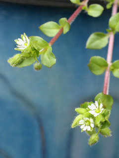 コハコベ(小繁縷) (撮影日：2024年2月20日)