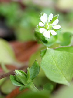 コハコベ(小繁縷) (撮影日：2024年2月20日)