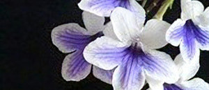 白色のストレプトカーパスの花
