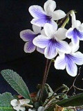 白地に紫色の筋が入ったストレプトカーパスの花 (撮影日：2008年4月5日)