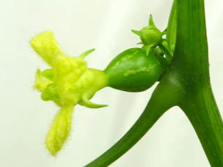 オキナワスズメウリのウリ状果 (撮影日：2023年7月31日)