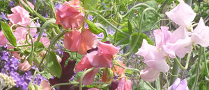 ピンク色のスイートピーの花