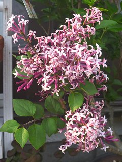 ピンク色のヒメライラックの花序と葉の画像 (撮影日:2013年4月29日)