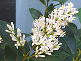 白色のヒメライラックの花の画像 (撮影日：2013年6月4日) 