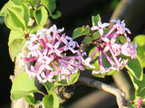 ピンク色のヒメライラックの花の画像 (撮影日：2021年4月20日) 