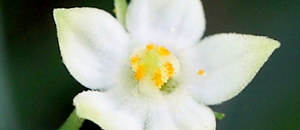 スズメウリ (雀瓜)