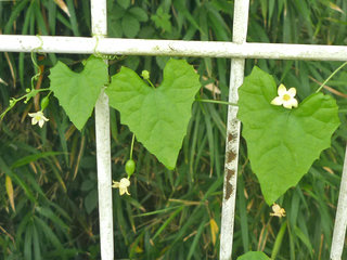 スズメウリ (雀瓜)(撮影日：2013年9月30日)