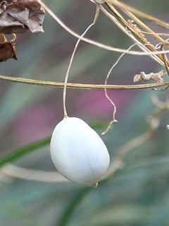 スズメウリの白く熟した果実 (撮影日:2023年12月18日)