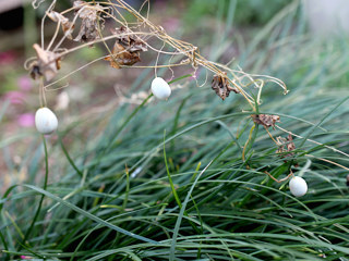 スズメウリ(雀瓜)(1-7) 白色の花(撮影日:2023年12月18日)
