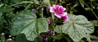 赤紫色のゼニアオイの花