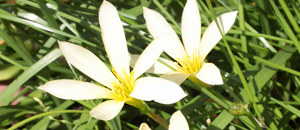 黄色のゼフィランサス・シトリナの花 (キバナサフランモドキ)