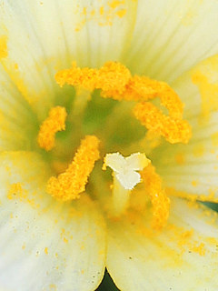ゼフィランサス・シトリナの花粉を出している雄しべと雌しべの様子(撮影日:2023年8月21日)