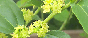 緑色のナツメの花