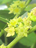 緑色のナツメの花 (棗) (撮影日：2015年6月6日) 