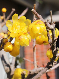 黄色のソシンロウバイの花 (撮影日：2019年4月27日)