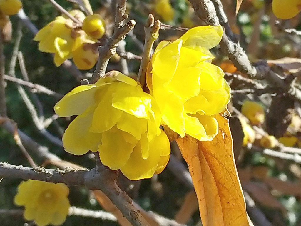 ロウバイ (撮影日:2024年1月1日)