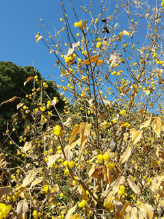 開花時のソシンロウバイの高木 (撮影日：2024年1月1日)