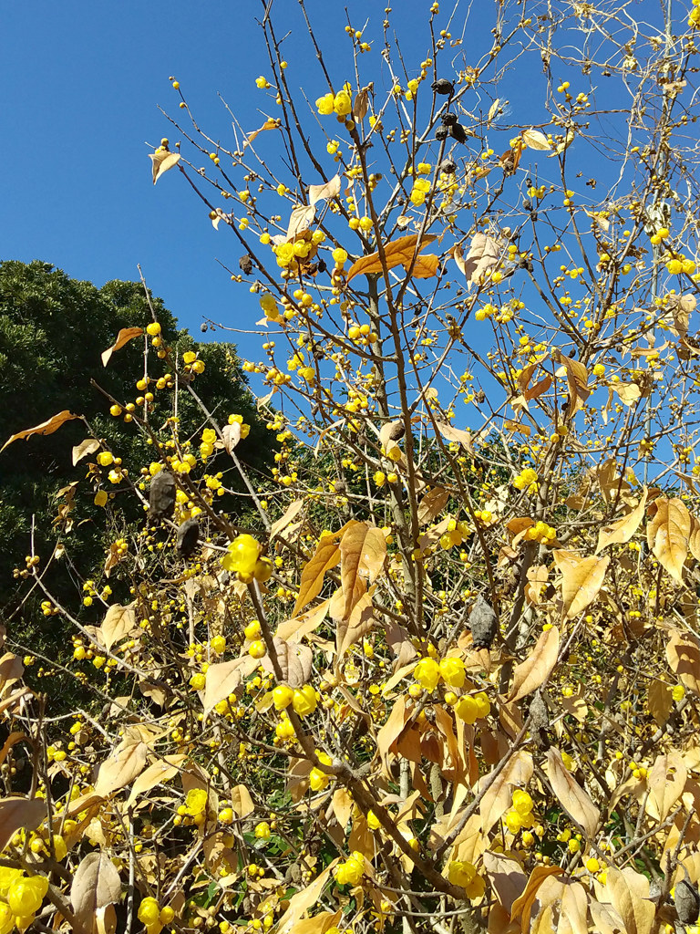 ロウバイの高木 (撮影日:2024年1月1日)