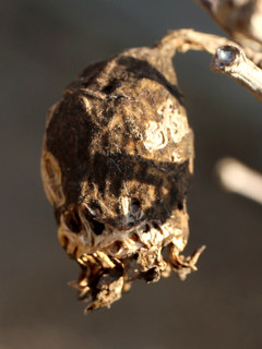 ソシンロウバイの熟した偽果 (撮影日：2026年2月15日)