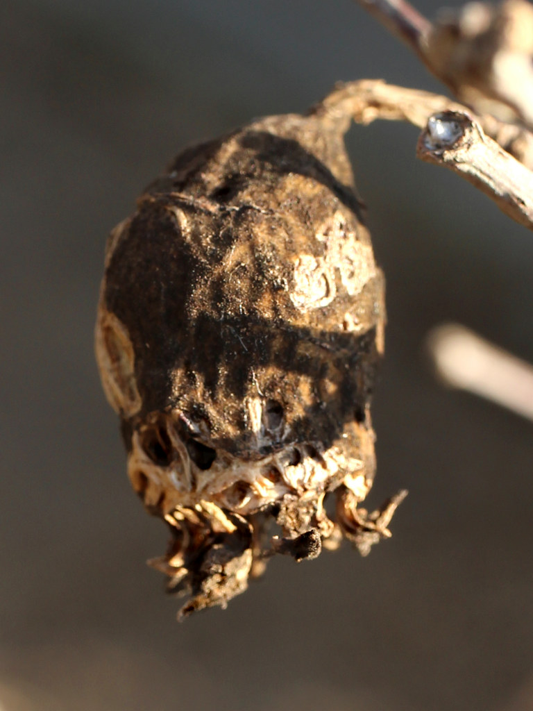 ロウバイ (撮影日:2026年2月15日)