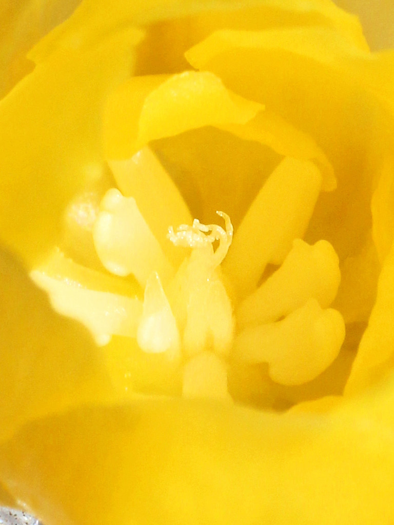 雌性期のロウバイ 倒れている雄しべ (撮影日:2026年2月18日)