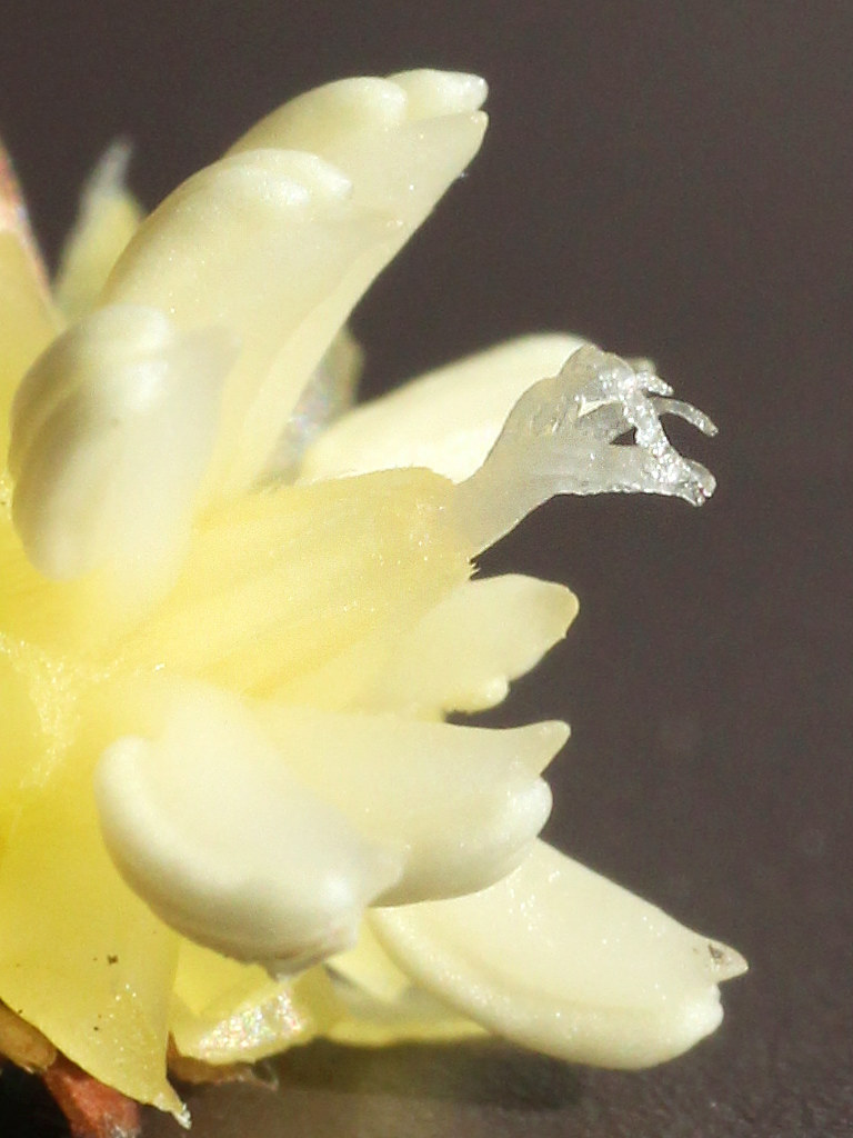 雌性期の雌しべ (ロウバイ) (撮影日:2026年2月18日)