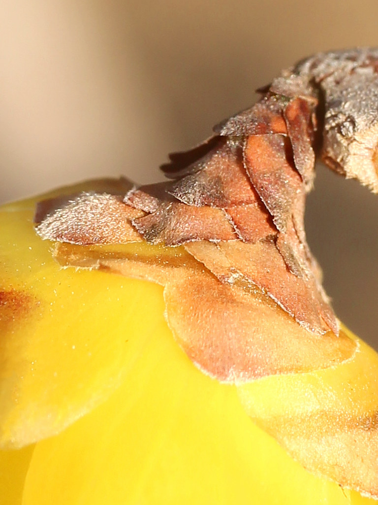 ロウバイの苞葉 (撮影日:2026年2月15日)