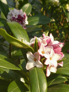 ジンチョウゲ　チンチョウゲ (沈丁花) (撮影日：2014年3月25日)