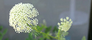 白色のニンジンの花