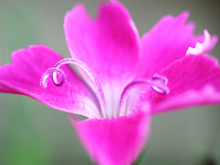 ピンク色の四季咲きナデシコの花 