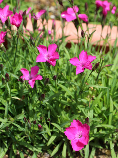 ピンク色の四季咲きナデシコの花 